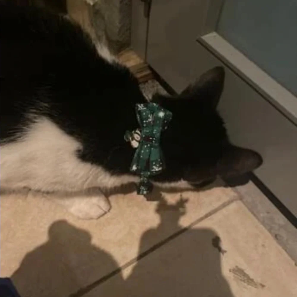 PET COLLAR